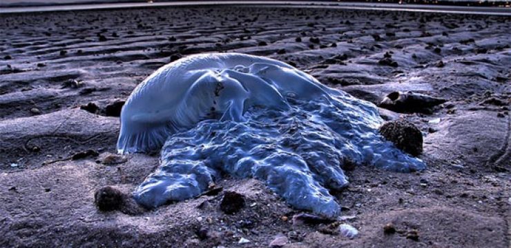 jellyfish-invasion.jpg