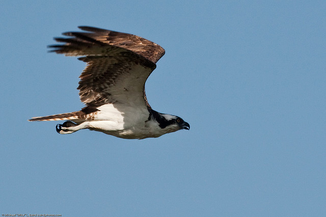 osprey raptor bird