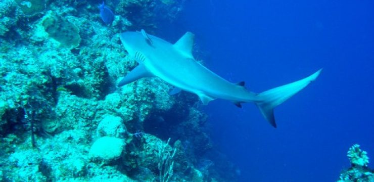 reefshark.jpg