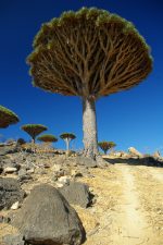 Biodiversity Under Threat At Yemeni ‘Alien-Island’ Biodiversity Under Threat At Yemeni ‘Alien-Island’