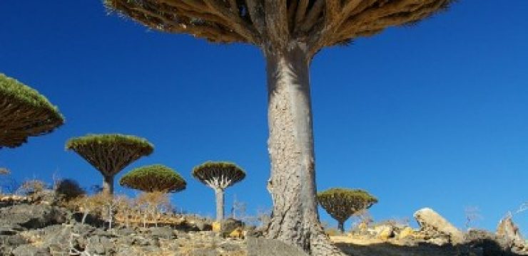 socotra-sotti-1.jpg
