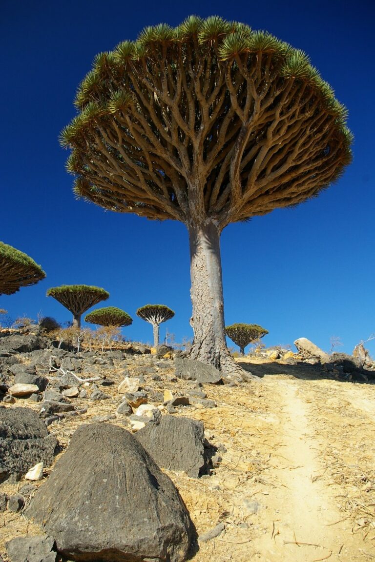 Biodiversity Under Threat At Yemeni ‘Alien-Island’