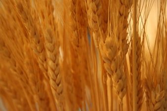 Egypt To Grow A New Generation Of Wheat, But Where?