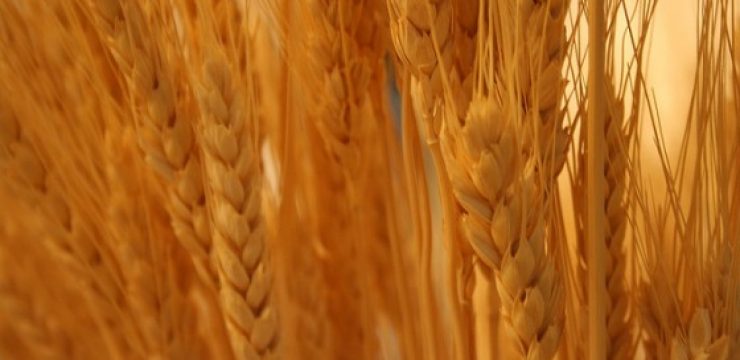 wheat-560x373.jpg