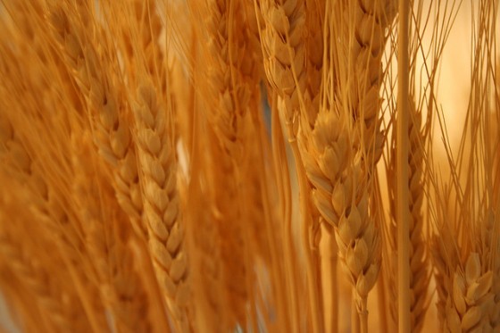 Egypt To Grow A New Generation Of Wheat, But Where?
