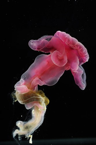  Bathypelogic ctenophone