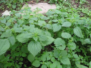 image-nettles