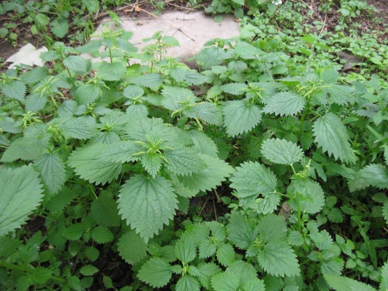 image-nettles