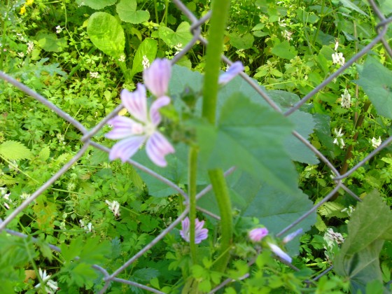 image-flowering-mallow