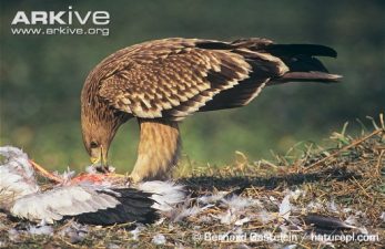 Seventy Percent Of Turkey’s Birds Join Downhill Path To Extinction