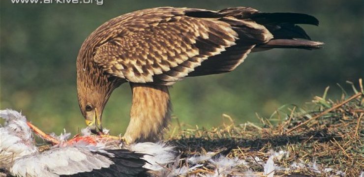 Juvenile-imperial-eagle-feeding-on-prey.jpg