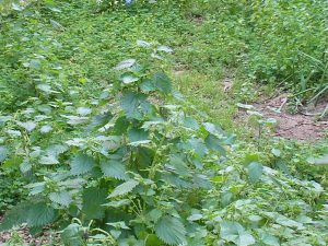 Ethical Foraging Saves Native Flora