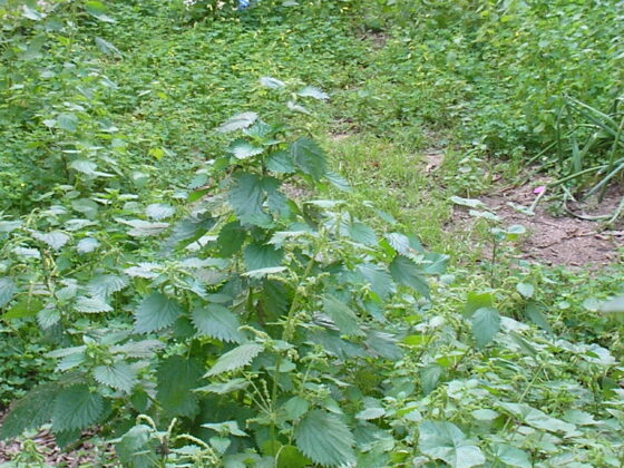 image-nettles