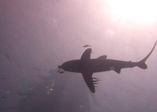 Morocco, Egypt Eye Eco-tourism Markets