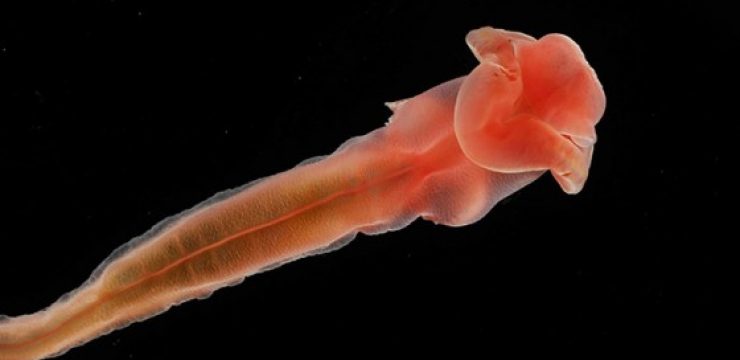 Sea-cucumber-from-2700-feet-deep-Atlantic-O..jpg