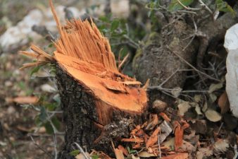 Jordan Reconsiders Deforestation Plans