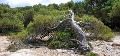 Trees That Don’t Stand a Chance Against Climate Change