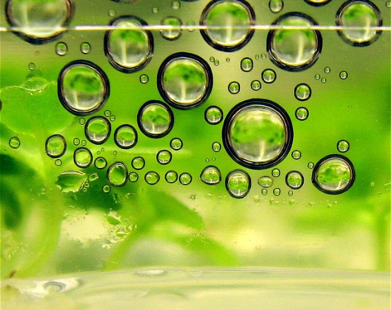 Biofuel investments in Israel is expected to rise 2011