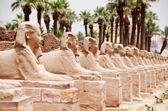 Ancient Egyptian palm trees going extinct