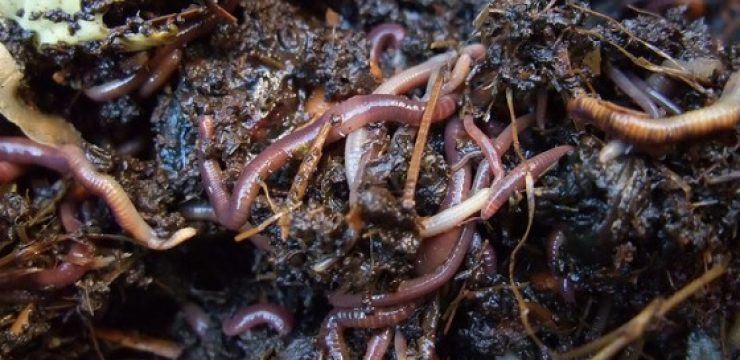 earthworms.jpg