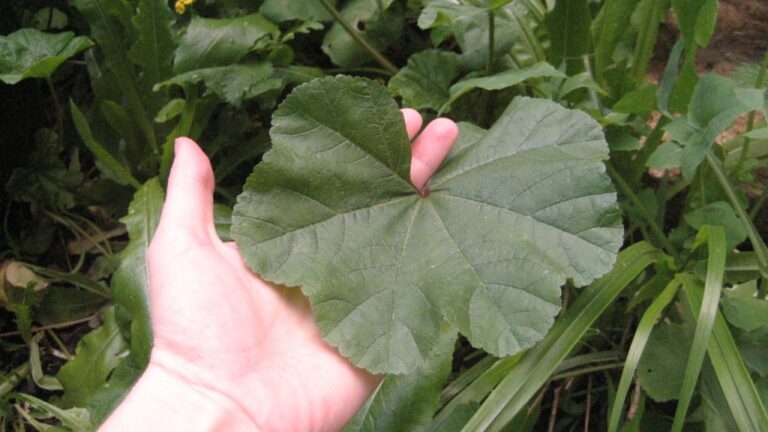 How to Become a Middle Eastern Invasivore