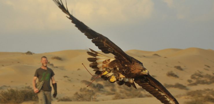 falconry-hunting-in-Qatar.jpg