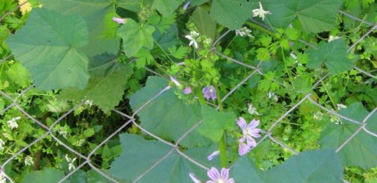 flowring-mallows-thru-fence1.jpg