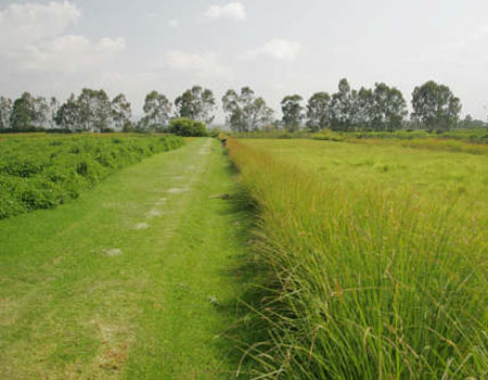 The Grass Is Greener In The UAE