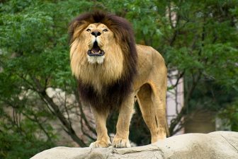 14 Sick Lions Killed In Iranian Zoo