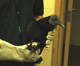 One Vulture’s Tagged Migration or Zionist Plot?