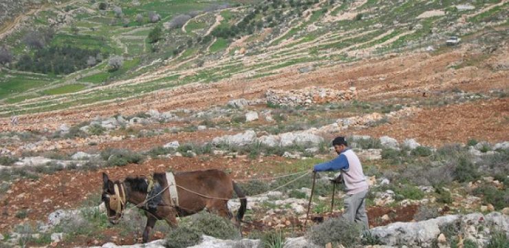 west-bank-sustainable-farm.jpg