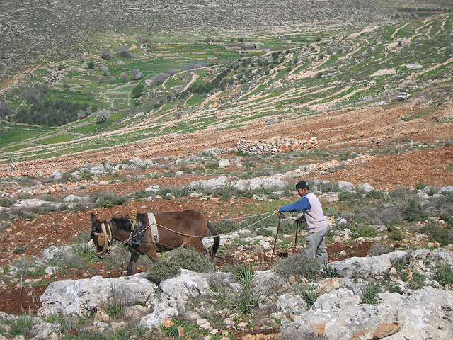 Canaan Fair Trade Creates Sustainable Community of Palestinian Farmers
