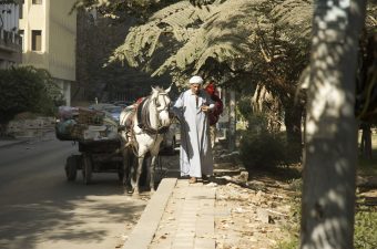 Horses: The Silent Victims of Egypt’s Revolution