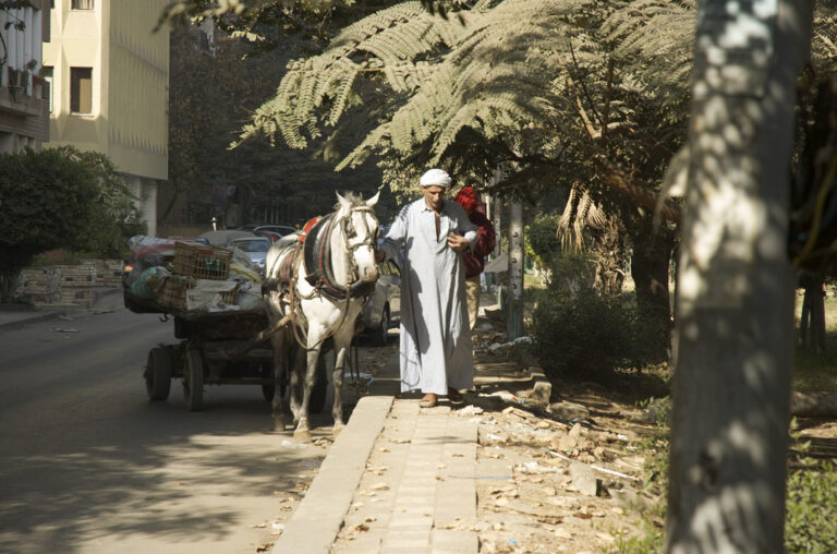 Horses: The Silent Victims of Egypt’s Revolution