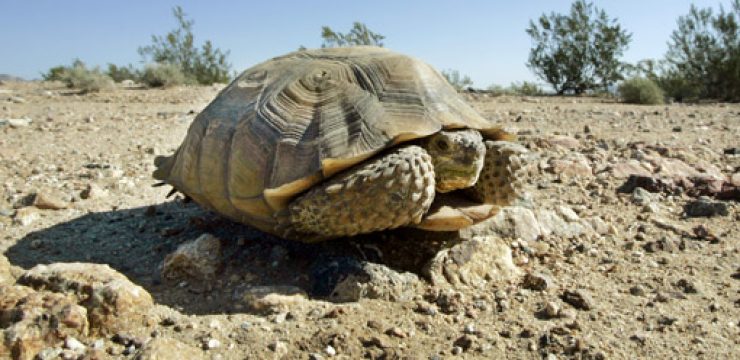 Mojave-turtle.jpg