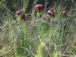 The Wild Winter Iris in Israel