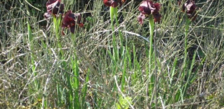 Netanya-Iris-Reserve-18.2.11-0052.jpg