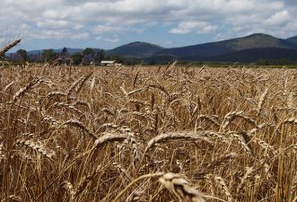 Wikileaks, Bahrain and Saudi: Concerns over Rising Food Prices Spread