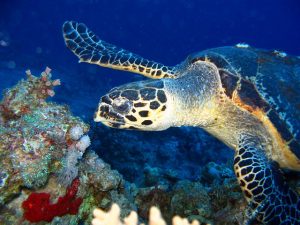 Hawksbill Turtles Travel 20km Per Day