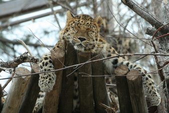 Stay The Extinction Of Egypt’s Sacred Cats