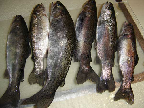 sustainable-rainbow-trout