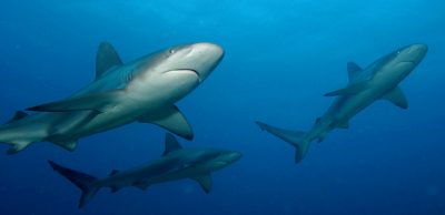 Shark Attacks Up 25% Worldwide