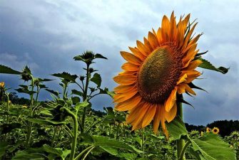 Sunflower Sustainable Investments Continues to Blossom in Italy