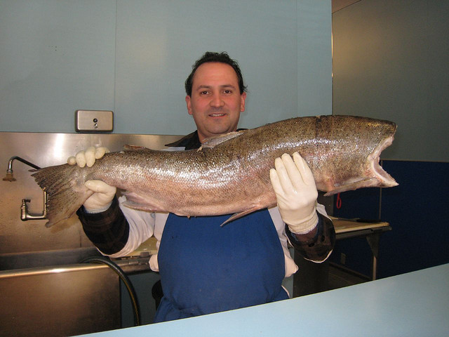 alaska-caught-wild-salmon