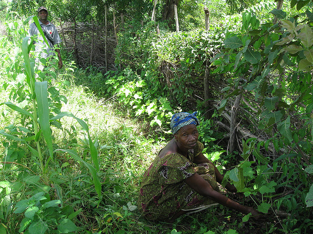 Is the Middle East Buying into Disastrous Biofuels?