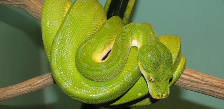 Green_Tree_Python.jpg