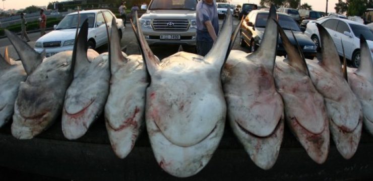 UAE-Sharks.jpg