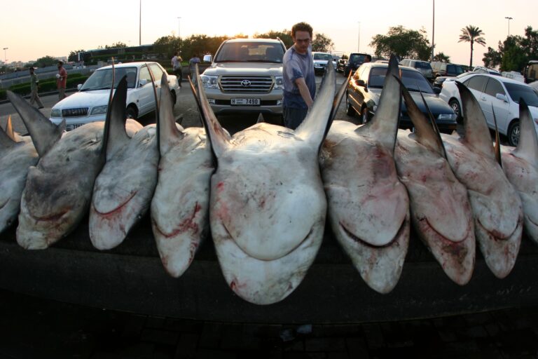Despite Ban, UAE remains market hub for shark fins and their soup