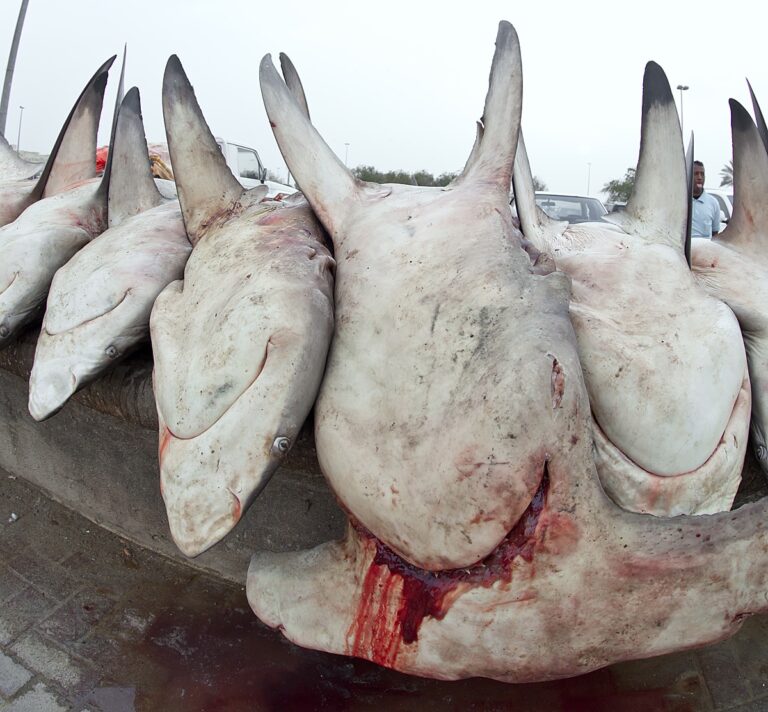Sharks Under Attack In Middle East