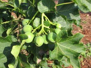 Debunking the ‘Green’ Biofuel Myth